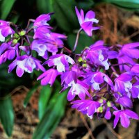 Небольшая орхидея в День памяти и скорби :: Aida10 