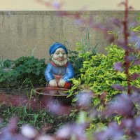 садовый гномик :: Светлана Баталий