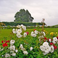 Белые розы Купеческой гавани. :: Лия ☼