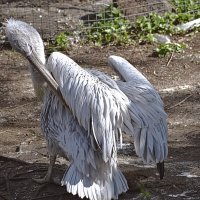 Кудрявый пеликан. :: Валерий Пославский