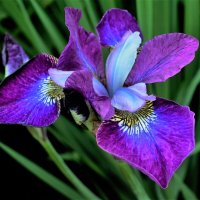 Ирис сибирский(Iris sibirica) :: Aida10 