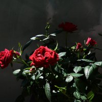 red rose :: Галина R...