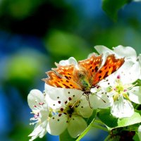 весенние бабочки 6 :: Александр Прокудин