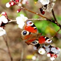 весенние бабочки 10 :: Александр Прокудин