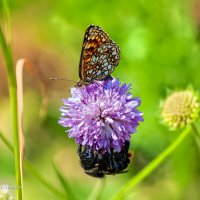 Шмель и бабочка мирно пасутся на одном цветке :: Анатолий Клепешнёв