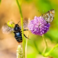 Бабочка голубянка точечная и взлетающий шмель :: Анатолий Клепешнёв