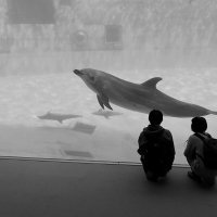 Port of Nagoya Public Aquarium Общественный аквариум Нагоя Япония :: wea *