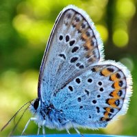Бабочка Голубянка икар :: Гуля Куценко