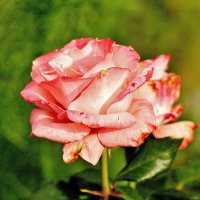 Роза моего сада после дождя. :: Восковых Анна Васильевна 