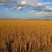 Спеет пшеница :: Константин Штарк