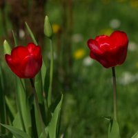 Тюльпаны :: Любовь Овсянкина
