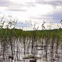 Карелия :: Наталья Дейнес