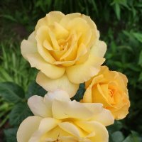 Июльские розы... :: Андрей Вестмит