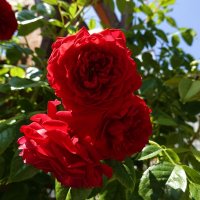 "Я созерцаю роз цветенье – Багряных, сказочных светил..." :: Galina Dzubina