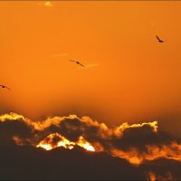 Чайки над облачным морем :: Сеня Белгородский