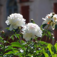 Пионы — цветы из Райского сада, у них божественный аромат ... :: Tatiana Markova