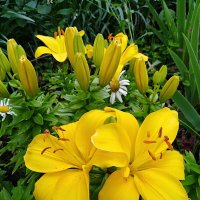 Жёлтые лилии :: Нина Колгатина 