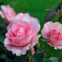 Июльские розы... #2 :: Андрей Вестмит