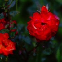 Прекрасней роз нет в мире красоты :: Наталья Лакомова