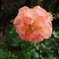 Роза флорибунда оранжевая :: Наиля 