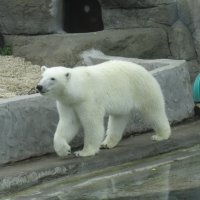 Белый медведь :: <<< Наташа >>>