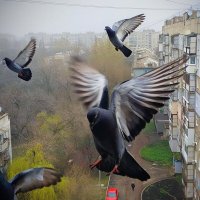 Наши голуби :: Гуля Куценко