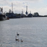 Лебеди среди кораблей :: Наталья И