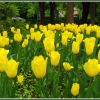 Жёлтые тюльпаны. :: Лия ☼