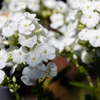 Цветы белого флокса :: Александр Синдерёв