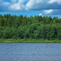 Forest on the banks of the Kubena River in July Day| 17 :: Sergey Sonvar
