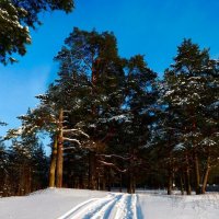 Дорога в лес :: Лютый Дровосек