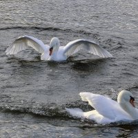 Танец лебедей :: Alexander Andronik