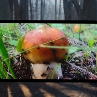 Найденный мной гриб на фоне леса. :: Вячеслав. Синицын