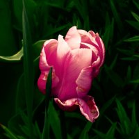 Отцветают тюльпаны 8 :: Елена Куприянова 