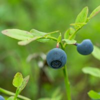 Blueberry | 26 :: Sergey Sonvar