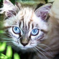 Котёнок :: Валентин Семчишин