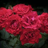 Букет красных роз. :: Александр 