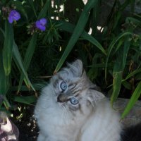 Котёнок :: Валентин Семчишин