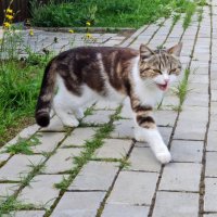 Кошка гуляющая сама по себе :: Ольга Довженко
