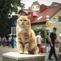 Зеленоградск - город котов :: Павел Дунюшкин