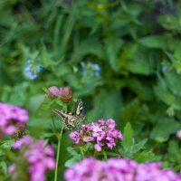 Бабочка на цветочке. :: Светлана Мишенёва