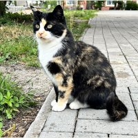 В городе котов и кошек. :: Валерия Комова