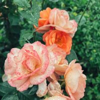 Розы :: Nata Potapova