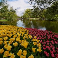 Парк тюльпанов "Кёкенхоф" в Голландии :: Valentin Bondarenko