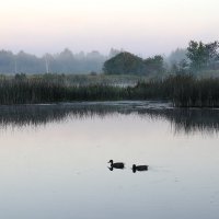Река Теза. Утренний пейзаж с утками. :: Сергей Пиголкин