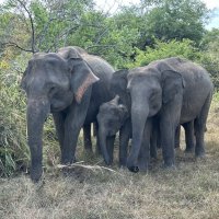 Слоны в джунглях :: Юлия Демьянова 