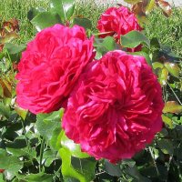 Розы в саду. :: Ольга Довженко