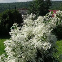 Цветет белый кустовой клематис - цветы как душистое облако :: Лидия Бусурина