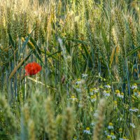 Пшеничное поле. :: Lucy Schneider 