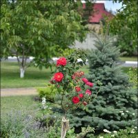 дерево Rose :: Сеня Белгородский